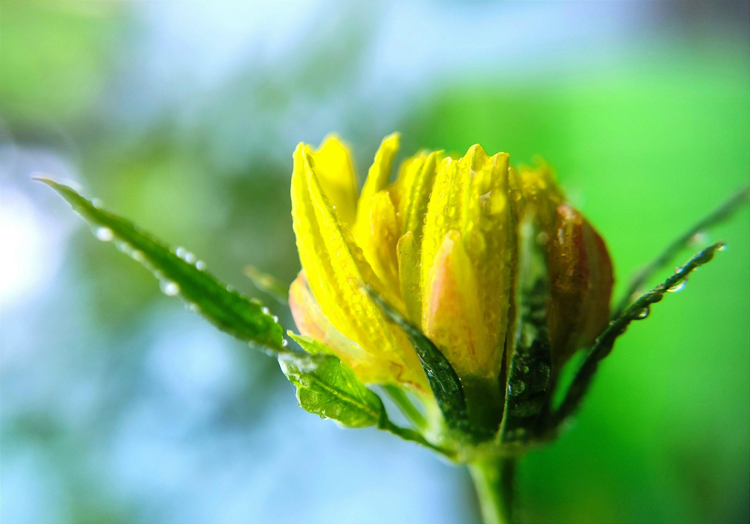 turmeric powder closeup