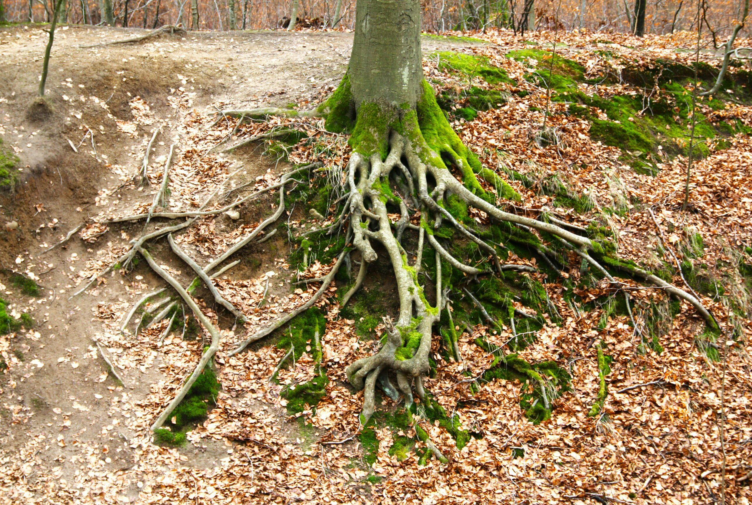 A glass jar filled with warm golden milk, dusted lightly with cinnamon powder, sitting beside a small bowl of whole turmeric roots.