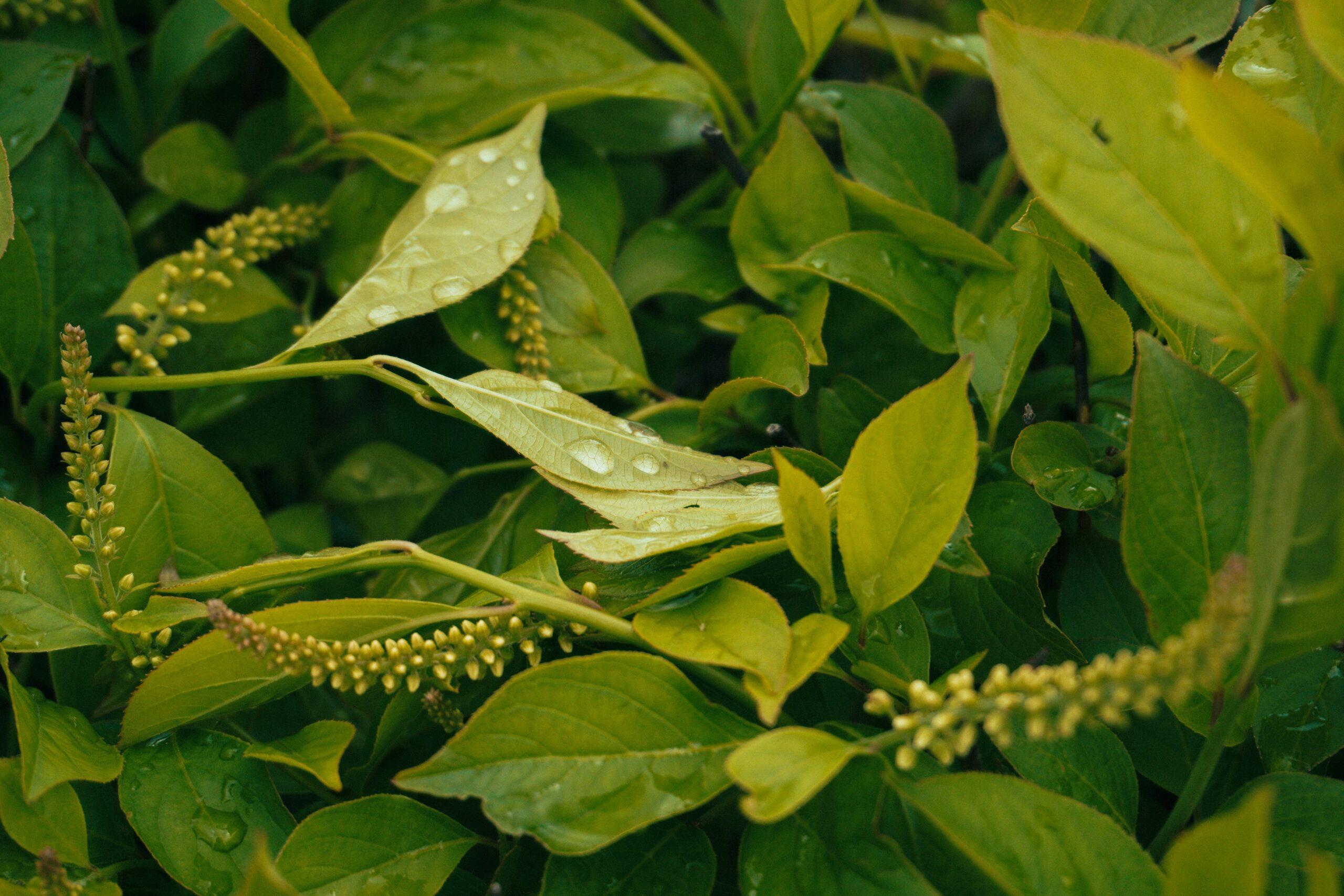 Weight Loss Transformation Before and after photo of someone who achieved weight loss via Ayurveda