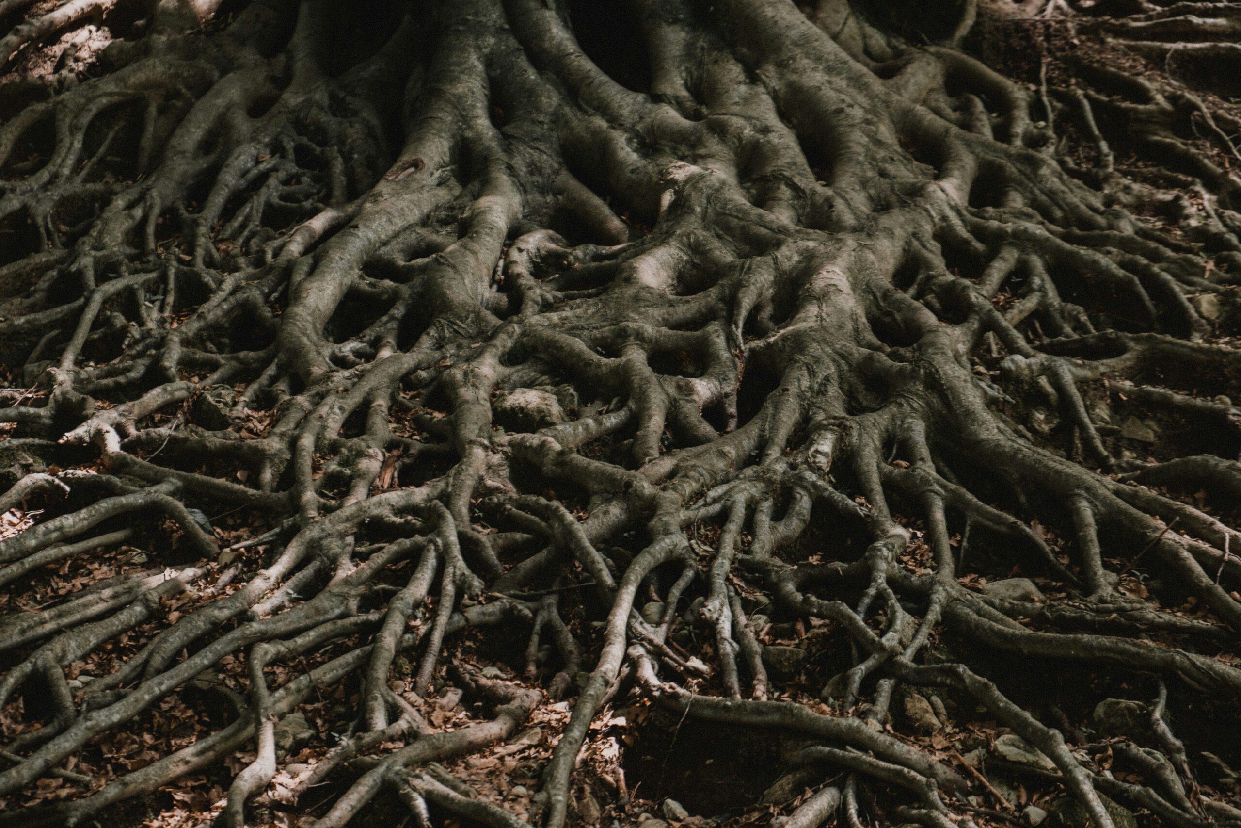 Turmeric powder and roots on a wooden table