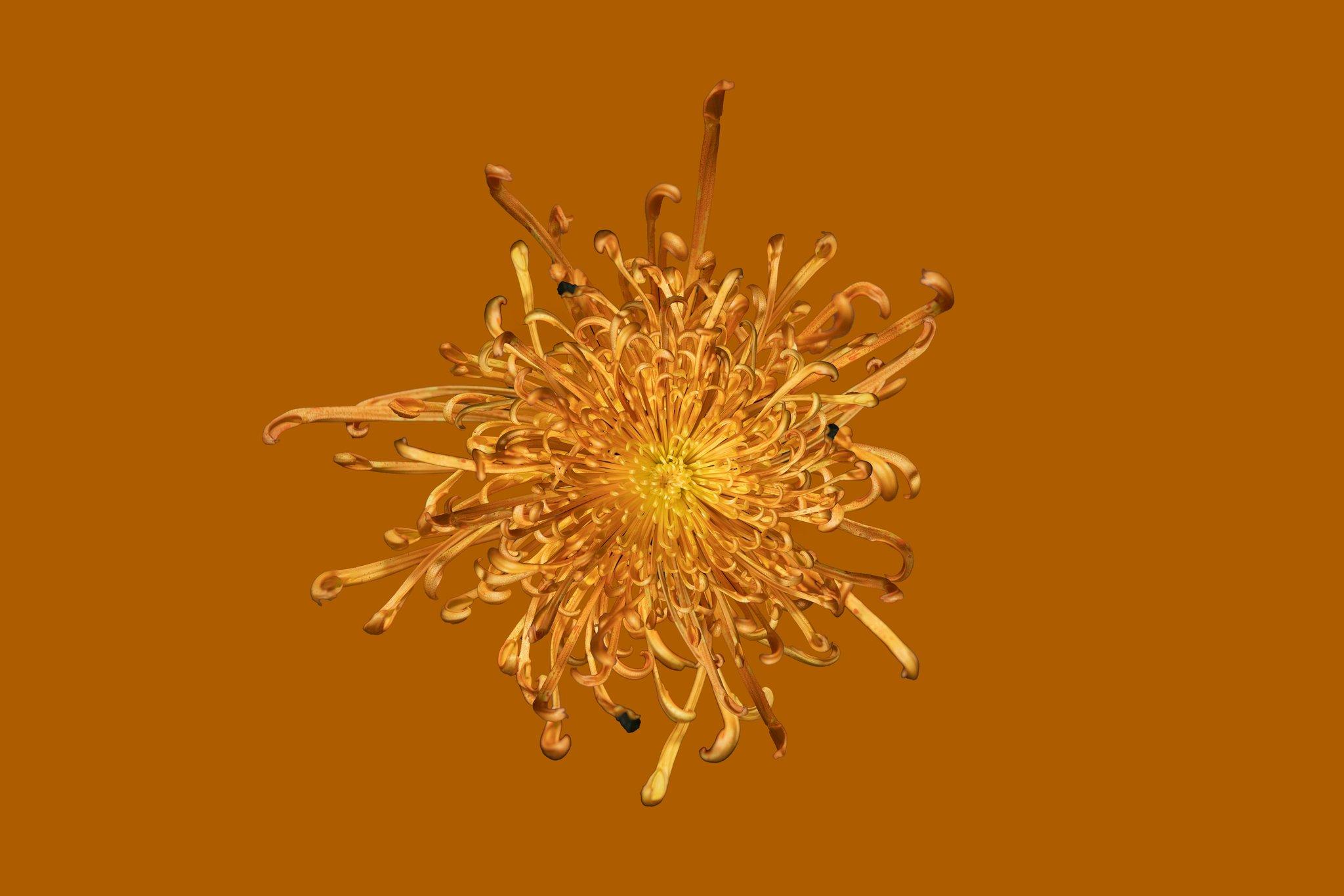 Photo of golden milk in a mug next to spices