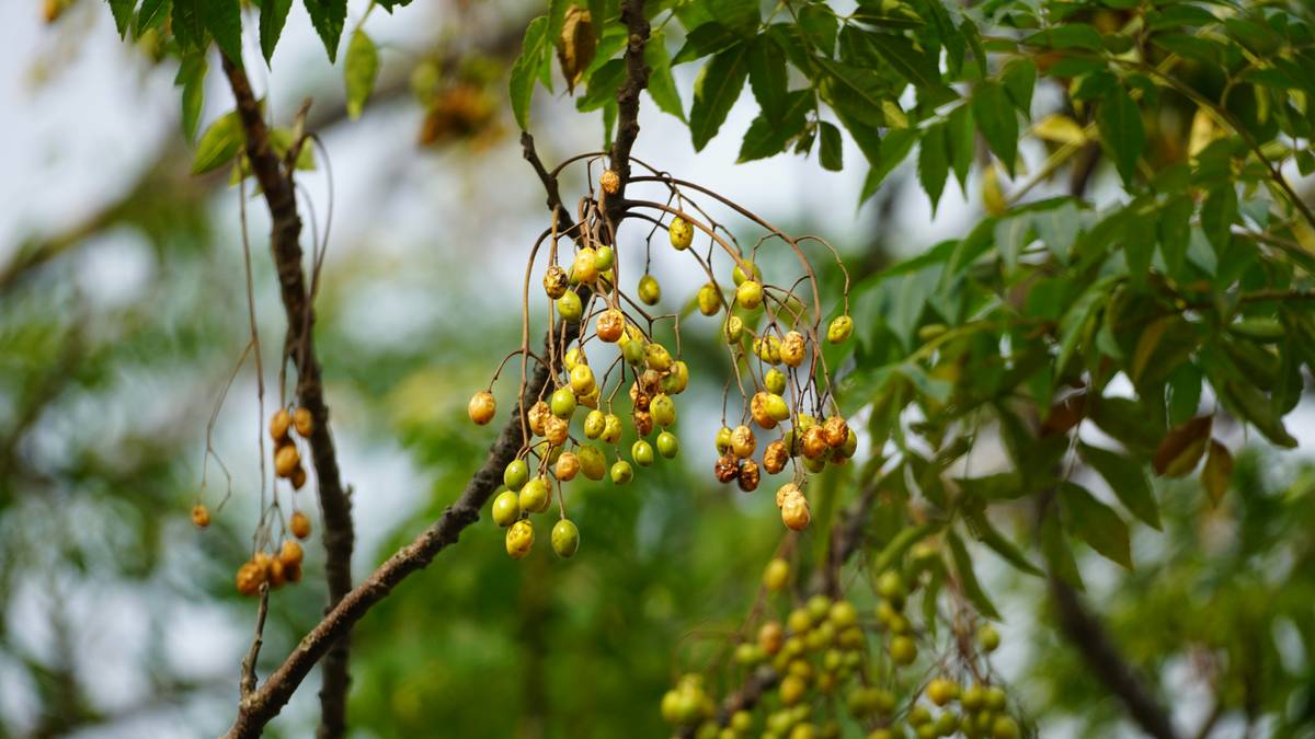 A bowl of fresh turmeric root beside a spoonful of turmeric powder