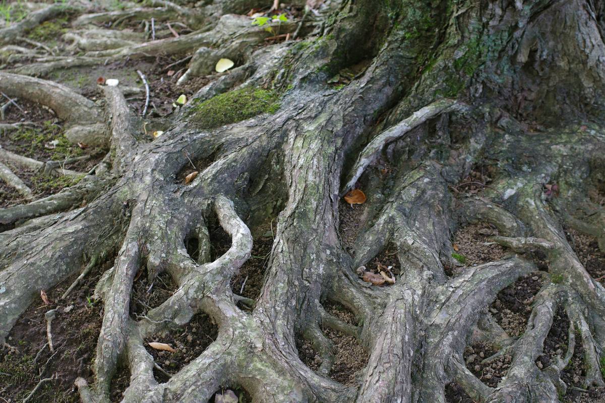 Bowl of warm turmeric milk with honey