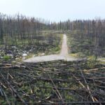 Herbal Support for Recovery: How Turmeric Can Boost Your Weight Loss Journey