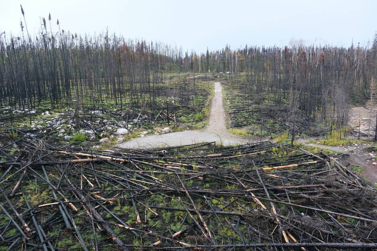 Herbal Support for Recovery: How Turmeric Can Boost Your Weight Loss Journey