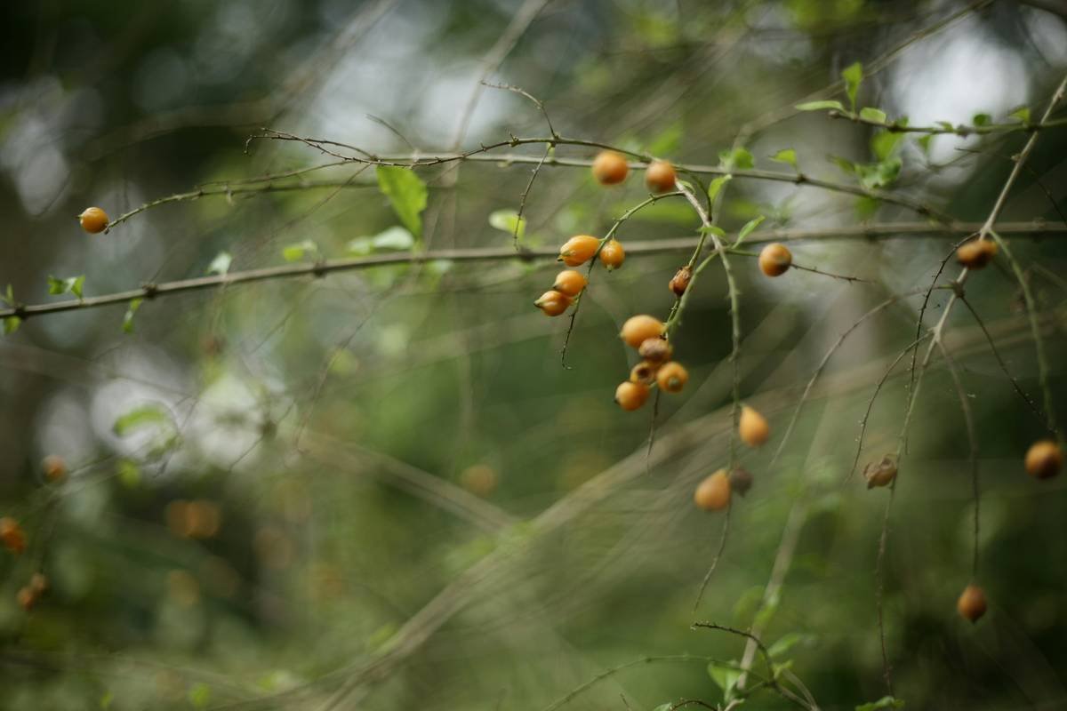 Turmeric Medicinal Herb: Your Secret Weapon for Weight Loss and Health